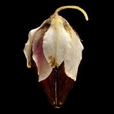 Attēlu rezultāti vaicājumam “Fagopyrum esculentum fruit”