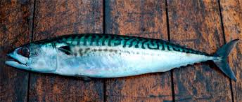 Image result for Scomber scombrus