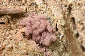 Attēlu rezultāti vaicājumam “Arcyria incarnata young”