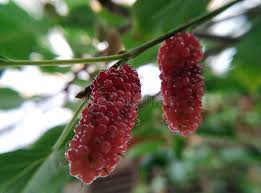 Attēlu rezultāti vaicājumam “Morus alba”