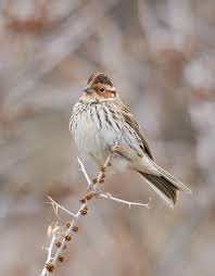 Image result for Emberiza pusilla