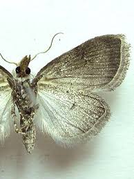 Attēlu rezultāti vaicājumam “Nola aerugula”