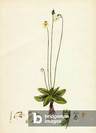 Attēlu rezultāti vaicājumam “Pinguicula alpina”