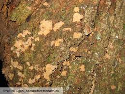 Attēlu rezultāti vaicājumam “Stereum rugosum”