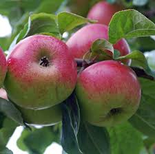 Attēlu rezultāti vaicājumam “Malus domestica”