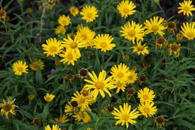Image result for Buphthalmum salicifolium