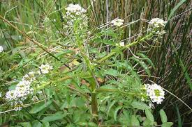 Image result for Rorippa nasturtium-aquaticum
