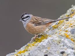 Image result for Emberiza cia