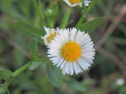 Attēlu rezultāti vaicājumam “Erigeron annuus flower”