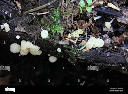 Attēlu rezultāti vaicājumam “Hymenoscyphus sp.”