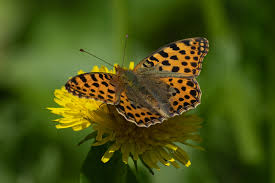 Attēlu rezultāti vaicājumam “Issoria lathonia”