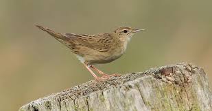 Image result for Locustella naevia