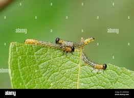 Attēlu rezultāti vaicājumam “Nematus salicis”