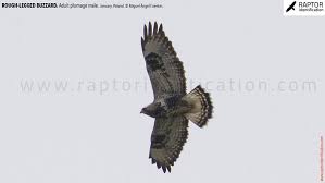 Attēlu rezultāti vaicājumam “Buteo lagopus adult”