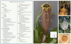 Attēlu rezultāti vaicājumam “Orthotrichum patens sporophyte”