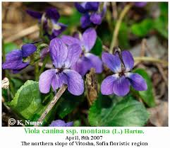 Attēlu rezultāti vaicājumam “Viola canina leaf”