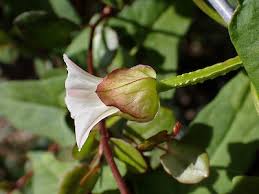 Attēlu rezultāti vaicājumam “Calystegia inflata leaf”