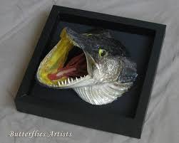 Attēlu rezultāti vaicājumam “Esox lucius”