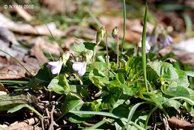 Attēlu rezultāti vaicājumam “Viola mirabilis leaf”