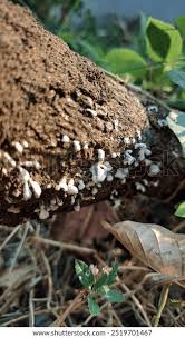 Attēlu rezultāti vaicājumam “Phleogena faginea”