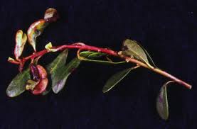 Attēlu rezultāti vaicājumam “Arctostaphylos uva-ursi leaf”