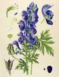 Image result for Aconitum napellus