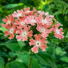 Image result for Lychnis chalcedonica `Dusky Salmon`