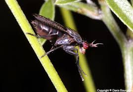 Attēlu rezultāti vaicājumam “Coremacera marginata”