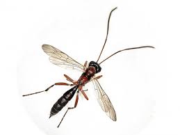 Attēlu rezultāti vaicājumam “Ichneumonidae imago”