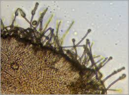 Attēlu rezultāti vaicājumam “Lachnella alboviolascens”
