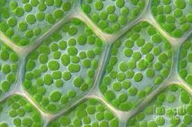 Attēlu rezultāti vaicājumam “Cinclidium stygium macro”