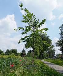 Attēlu rezultāti vaicājumam “Ulmus laevis”