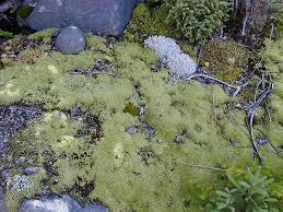Attēlu rezultāti vaicājumam “Racomitrium canescens sporophyte”