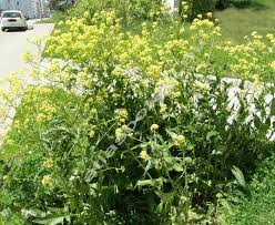 Attēlu rezultāti vaicājumam “Sisymbrium volgense”