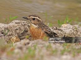 Attēlu rezultāti vaicājumam “Saxicola rubetra”