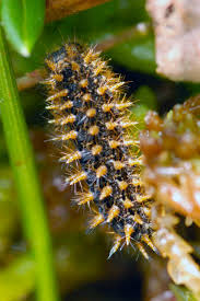 Attēlu rezultāti vaicājumam “Mellicta athalia larva”