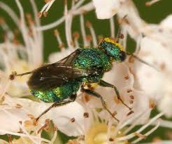 Attēlu rezultāti vaicājumam “Hedychrum sp.”