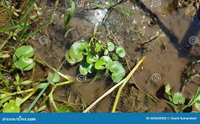 Attēlu rezultāti vaicājumam “Hydrocharis morsus-ranae leaf”