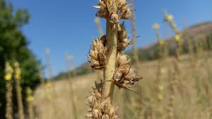 Image result for Verbascum phlomoides