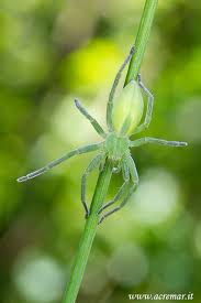 Attēlu rezultāti vaicājumam “Micrommata virescens”