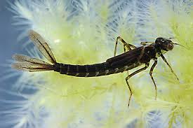 Attēlu rezultāti vaicājumam “Coenagrion pulchellum female”
