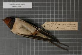 Attēlu rezultāti vaicājumam “Hirundinidae”