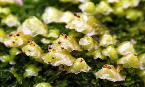 Attēlu rezultāti vaicājumam “Scapania nemorea”