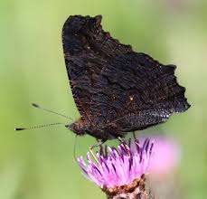 Attēlu rezultāti vaicājumam “Inachis io upperside”