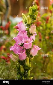 Image result for Campanula formanekiana