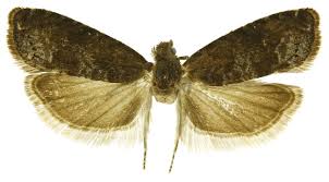 Attēlu rezultāti vaicājumam “Grapholita funebrana larva”