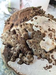 Attēlu rezultāti vaicājumam “Agathomyia wankowiczii”