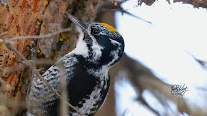 Attēlu rezultāti vaicājumam “Picoides tridactylus adult”