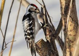 Attēlu rezultāti vaicājumam “Dendrocopos minor”