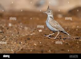 Attēlu rezultāti vaicājumam “Galerida cristata adult”